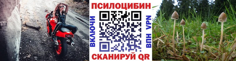 купить наркотик  Зубцов  Галлюциногенные грибы Psilocybine cubensis 